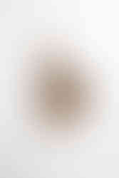 Гніздо ремеза звичайного (Remiz pendulinus)