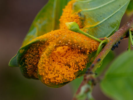 Іржа на рослинах