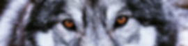 Dakota Eyes