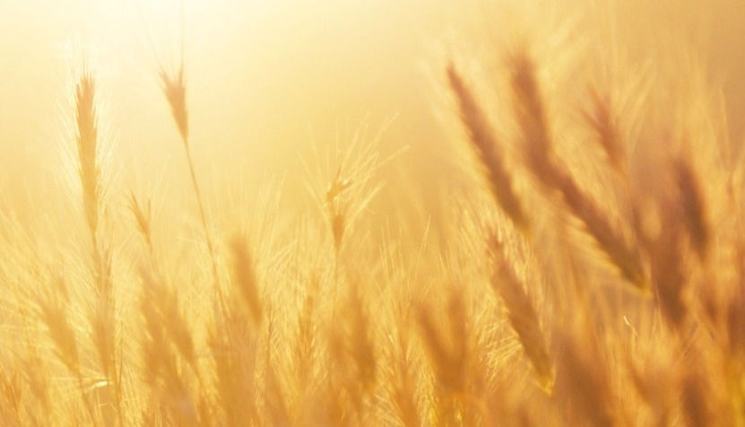 Sunrise over the Wheat Field_edited_edited_edited.jpg