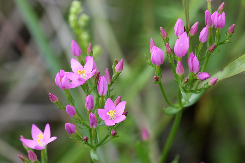 Bachblüte Centaury