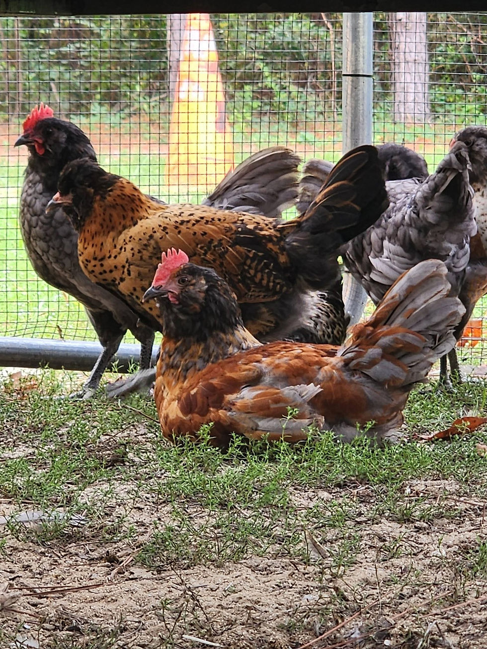 Our chickens in their outdoor run on our South Carolina homestead