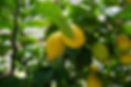 Citrus limonum