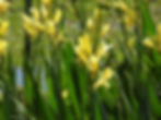 Canna glauca