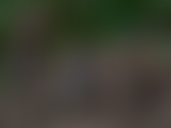 La migración a través del Tapón del Darién, un drama humanitario y medioambiental