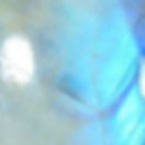 AA Rainbow Moonstone b.jpeg