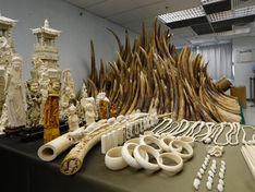 Inside WORLD : Report: Africa ivory smuggled on China state visit