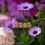 Thumbnail: The Secret Garden Necklace
