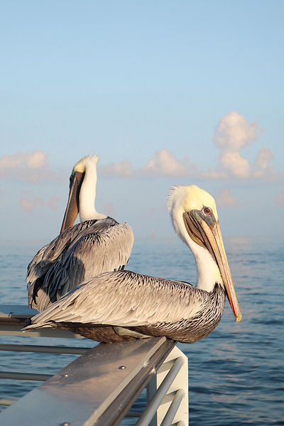 ST. PETE'S