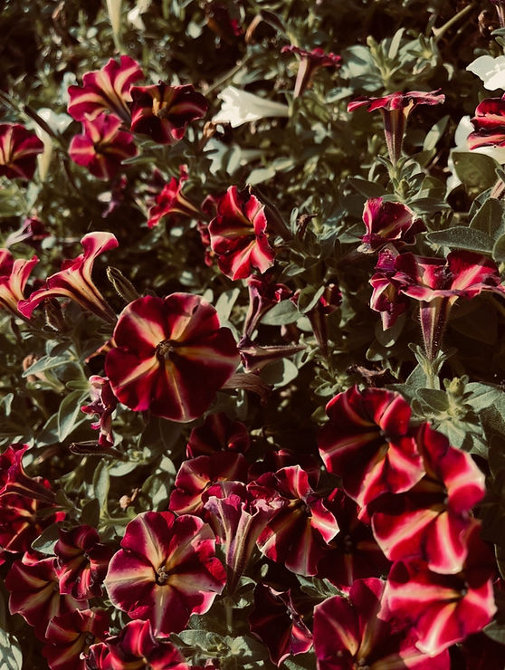 IMG_4331.jpeg
