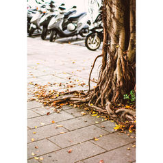 Towards a Nature Culture