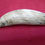 Thumbnail: No. 420 - Whale tooth depicting Paddlesteamer