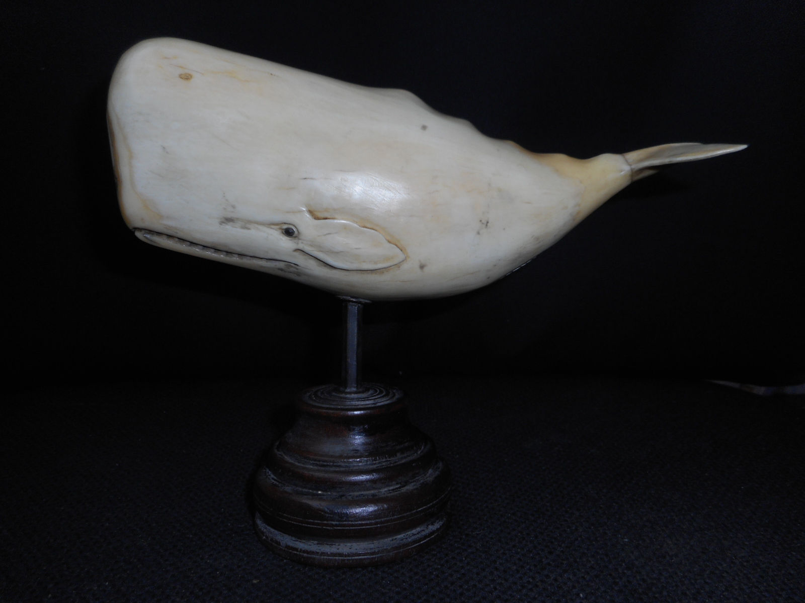 No.325 - 3D Sperm whale whaletooth