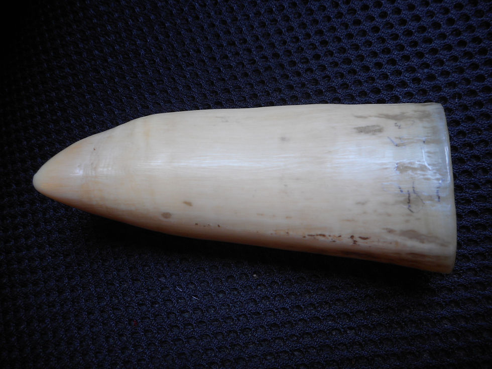 Thumbnail: No.269 - Man of War scrimshaw