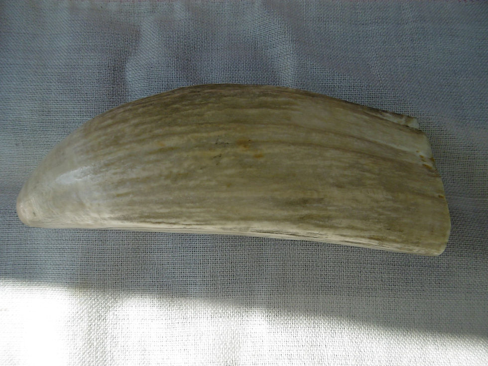 Thumbnail: No.500 - Arctic whaling scrimshaw tooth