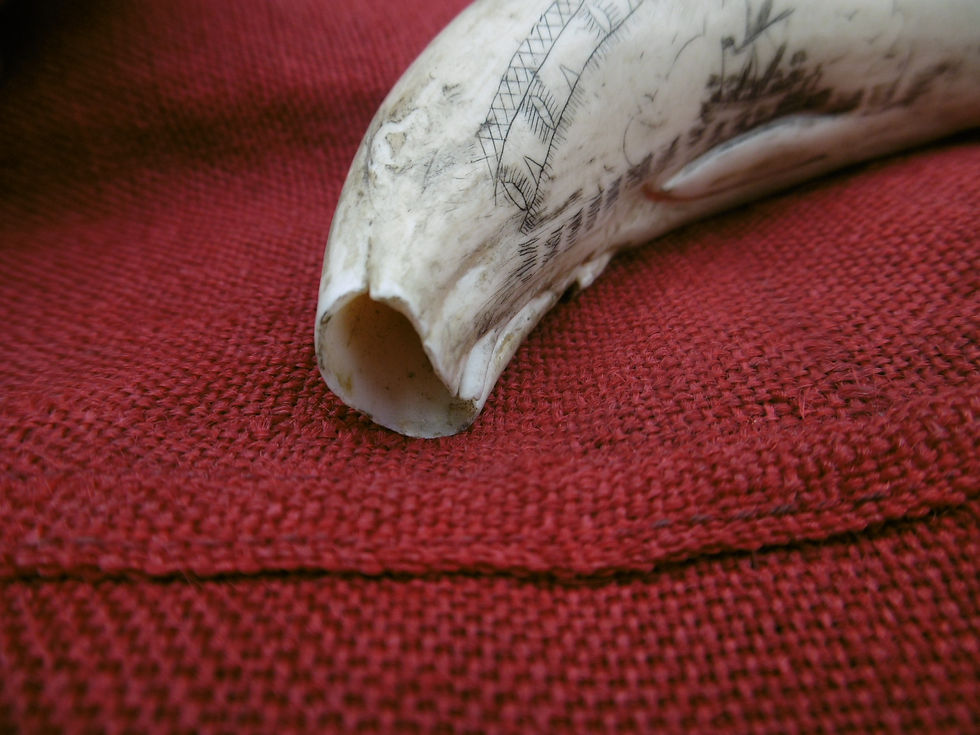 Thumbnail: No.446 - Seal shaped scrimshaw whales tooth