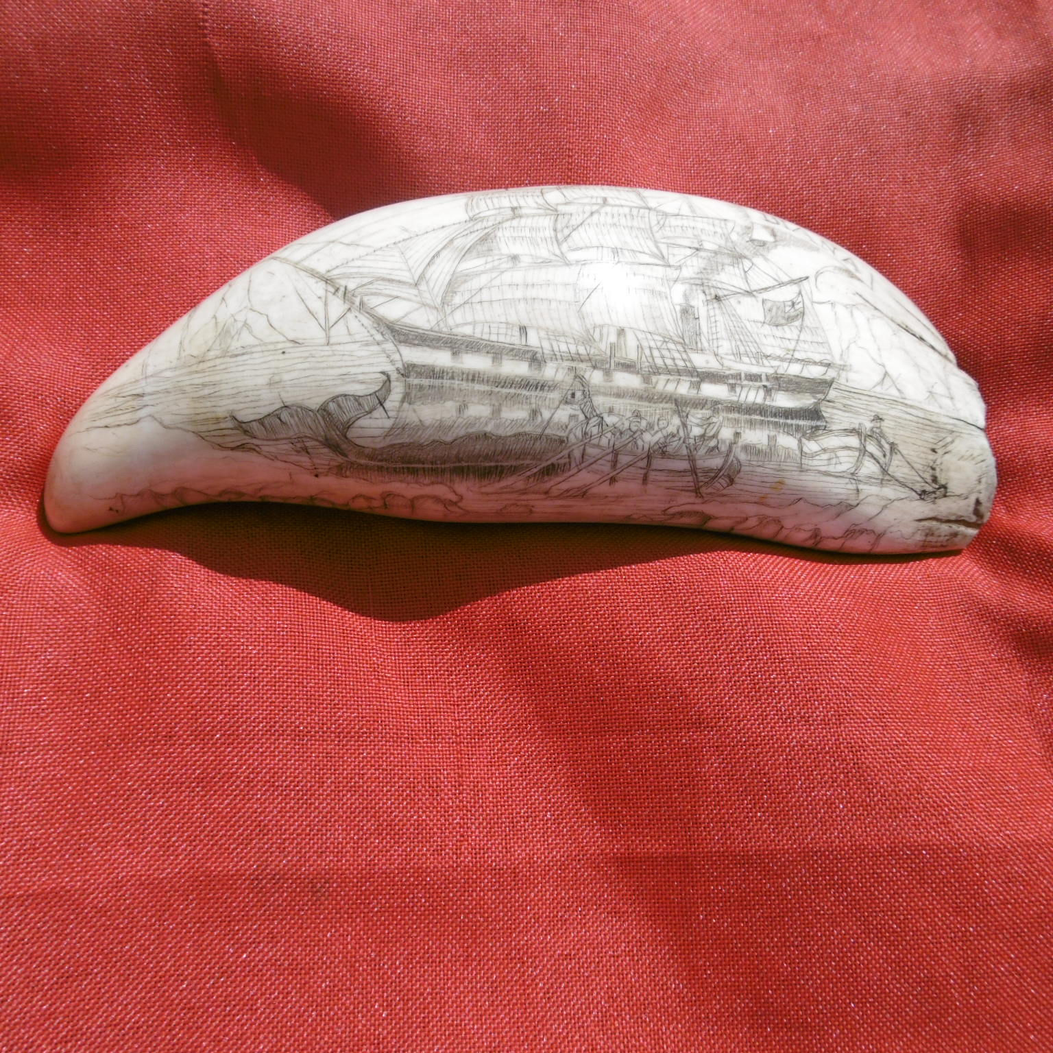 No.437 - Whale tooth - whaleship Diana