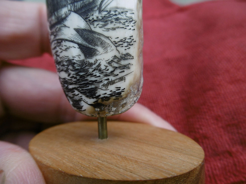 Thumbnail: No.445 - Fossil Walrus tooth on stand