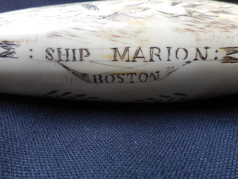 Thumbnail: No.341 - Large tooth. Ship Marion