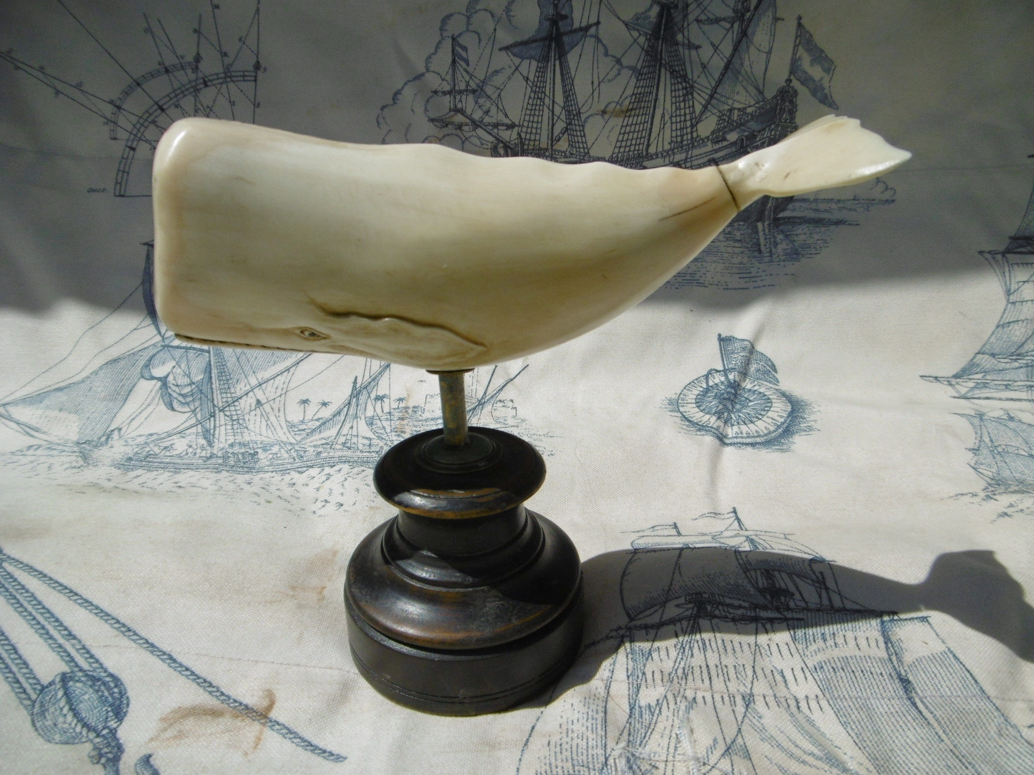 No. 486 - Whale tooth sperm whale