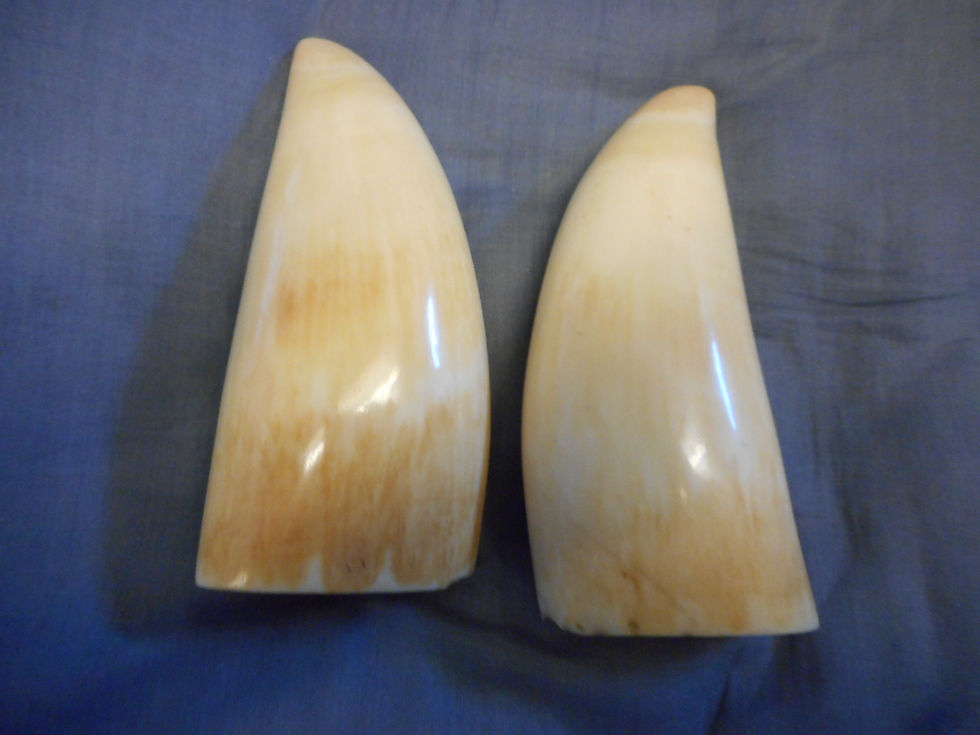 Thumbnail: No.274 & 275 - matched pair of whale teeth