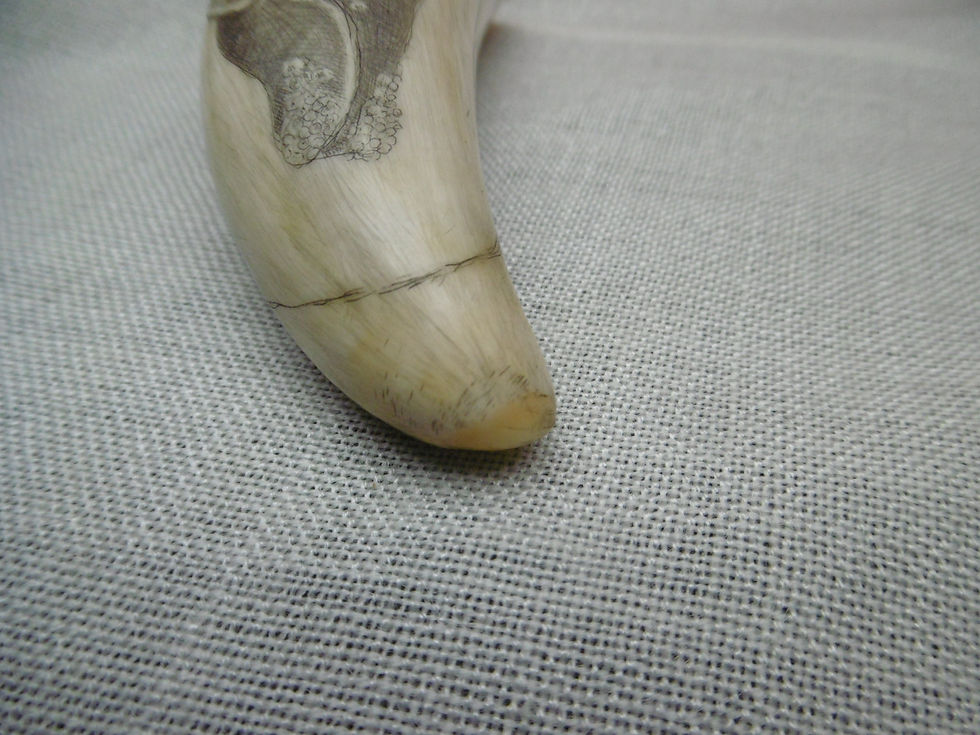 Thumbnail: No.495 - Northern Right Whale tooth