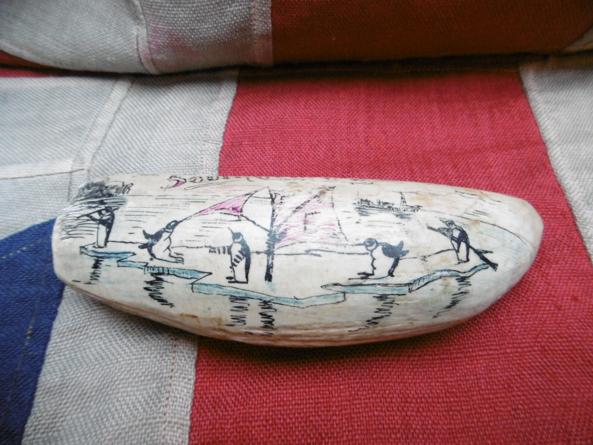 No. 471 - Painted tooth - South Georgia