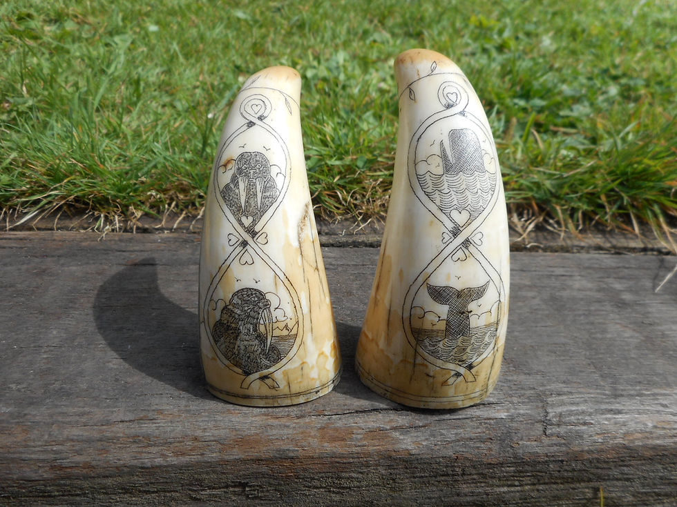 No.307 - A pair of standing whales teeth