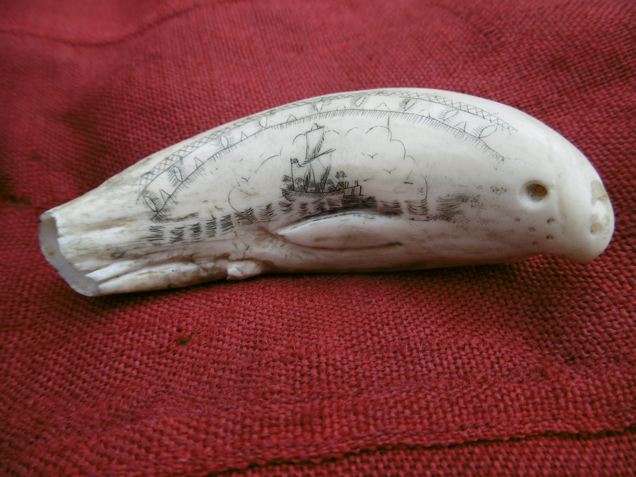 No.446 - Seal shaped scrimshaw whales tooth