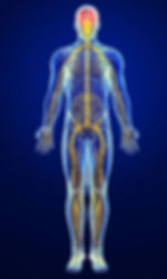 Nervous System