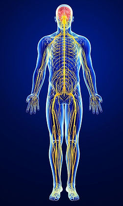 Nervous System