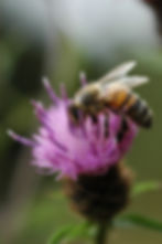 Honeybee