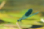 Demoiselle