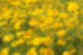 dyers camomile.JPG