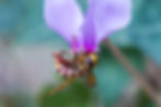 Hornet Hoverfly