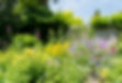 garden flowers 2.jpg