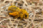 Dasypoda