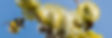 Salix + terrestris_edited.jpg