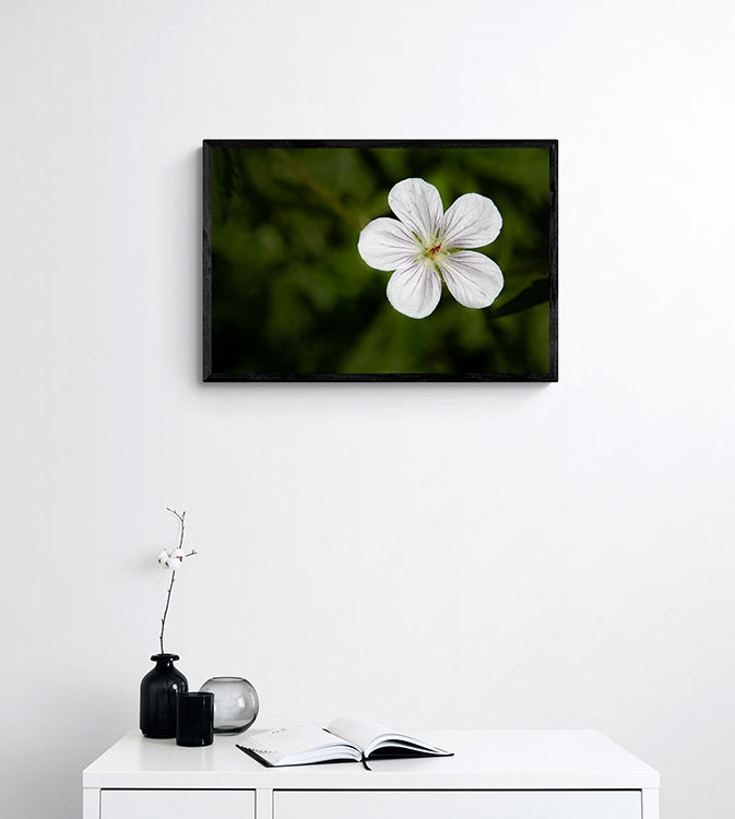 Thumbnail: White Beauty