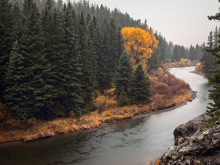 Photograph of a single yellow tree against a rainy forest