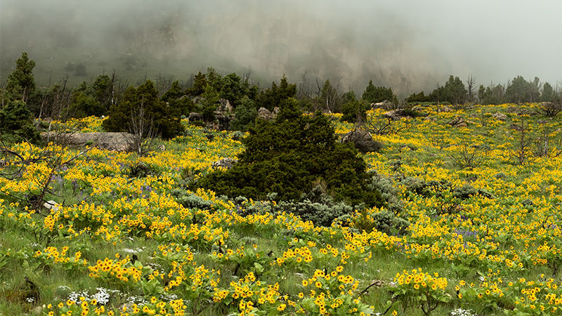 Powder River Pass in Wyoming on a rainy day