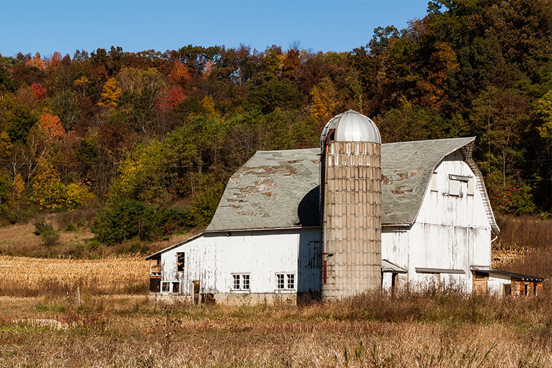 Photograph of a run-down white barn backed by trees in fall colors, Wisconsin