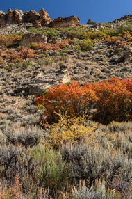 Photo of falls colors at Dry Gulch near Gunnison, Colorado