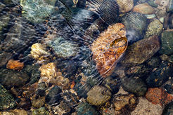 Colorful river rocks in a shallow riffle