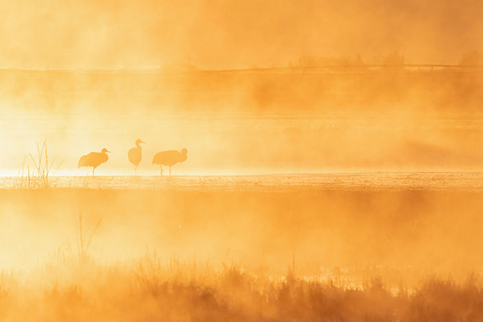 Photograph of three sandhill cranes silhouetted by early sunrise light on a misty wetland