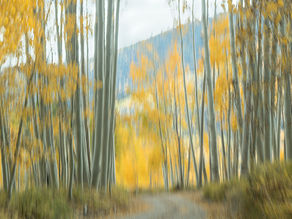 The Challenges of Trees