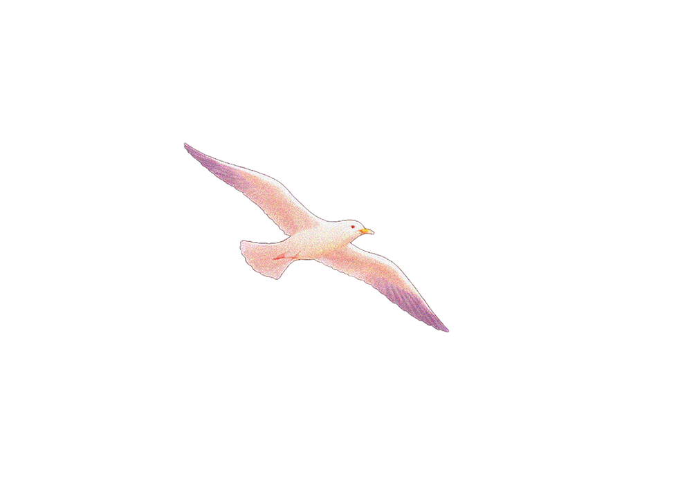 gaviota2.png