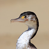 oiseau