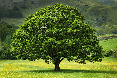 2048x1365-Oak-trees-SEO-GettyImages-90590330-b6bfe8b.jpg