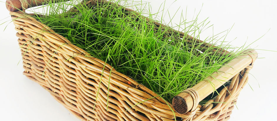 Please your cat, have a piece of garden in your flat!